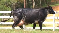 World Highest Milking 127Kg Milk, Girlando Cow, Jersey Cow, Breed 70Kg Milk