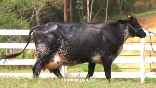 World Highest Milking 127Kg Milk, Girlando Cow, Jersey Cow, Breed 70Kg Milk