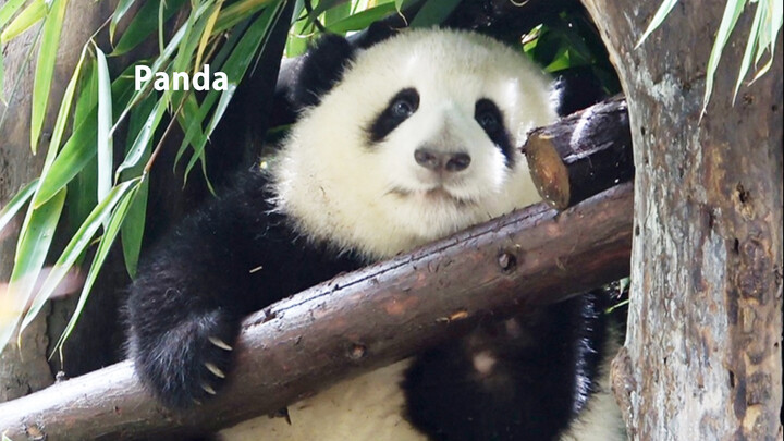 [Animals]The panda Huahua playing under a tree in sun shower