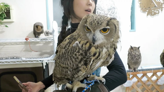 Little Girl vs GIANT OWL ที่ Japans Owl Cafe!