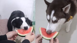 Husky vs. Border Collie on eating watermelon 