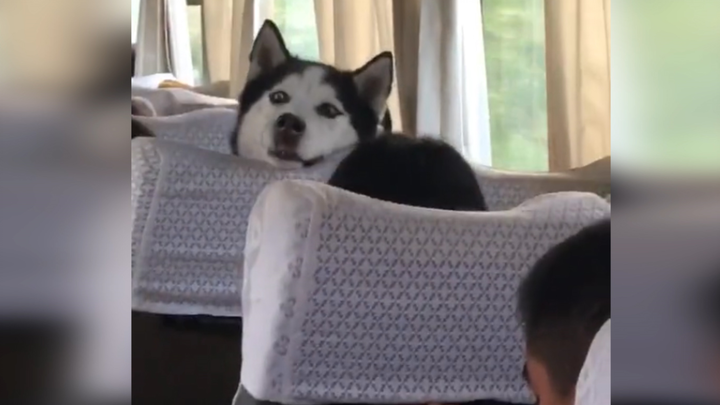 Husky: Trông chiếc xe này không đẹp? Chúng ta trang trí cho nó nhé ~