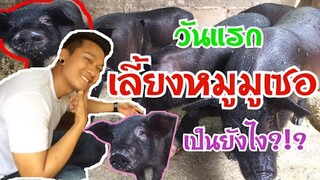 ระหว่างลาพักร้อนตื่นเช้าเอาอาหารให้หมู🐷ที่บ้านอากาศดีๆ🤗