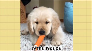 เพื่อนตัวน้อย สัตว์เลี้ยงแสนซน : เจ้าหมาจอมซน