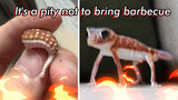 The gecko with a broken tail does push ups