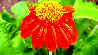 red sunflower