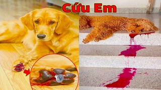 Thú Cưng TV | Cô cô và Sầu riêng | Chó Golden Gâu Đần thông minh vui nhộn | Pets cute smart dog