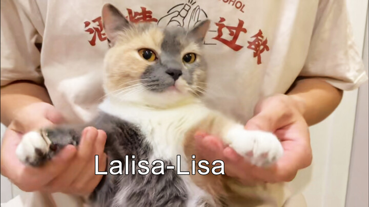 [Động vật]Mèo cưng của tôi nhảy theo bài hát <Lalisa>
