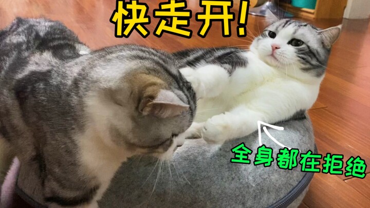 猫爸带娃：你知道猫崽子有多烦人？猫咪带娃能有多崩溃么？