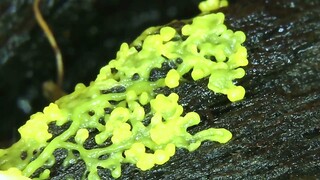 Physarum Polycephalum microscope timelapse