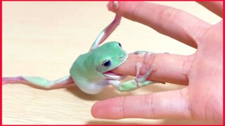 Cute White's Tree Frog.