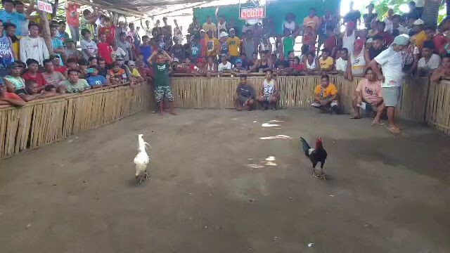 white hatch vs blacked legged red rooster