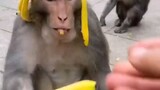 Monkey eating a banana