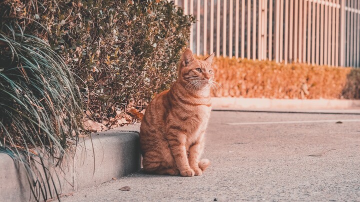 Kucing Liar yang Kuberi Makan Ingin Aku Memberi Makan Kucing Liar Lain