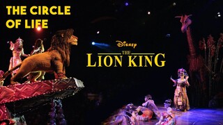 THE CIRCLE OF LIFE | Disney's Festival of the LION KING