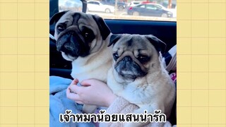 เพื่อนตัวน้อยแสนซน : เจ้าหมาน้อยแสนน่ารัก