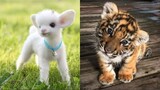 Cute Baby Animals Videos Compilation | Funny and Cute Moment of the Animals #28 - Cutest Animals