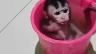 Cute baby monkey