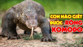 6 Loài Động Vật Có Thể Đánh Bại Rồng Komodo | Hóng Khám Phá