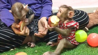 Mom Feed the three monkey apple