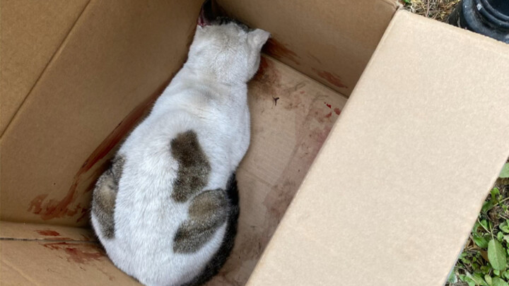 Stray cat undergoing second surgery seeks help