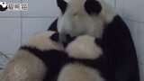 洋葱头怡然同时哺育两个熊猫宝宝（其中一个是别人的娃