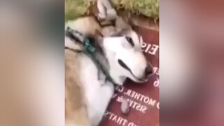 Chú chó khóc bệt trên bia mộ🙏 chó chó_cưng fyp dog