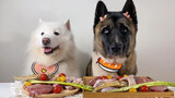 Differences of eating between black face dog and white face dog