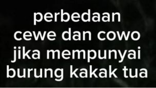 Perbedaan Burung Kakak Tua Milik Laki Laki Dan Perempuan