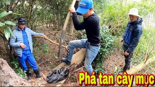 Phá Tan Gốc Cây Mục Phát Hiện Rắn Hổ Mang Cụ Chúa | Đại Vùng Cao