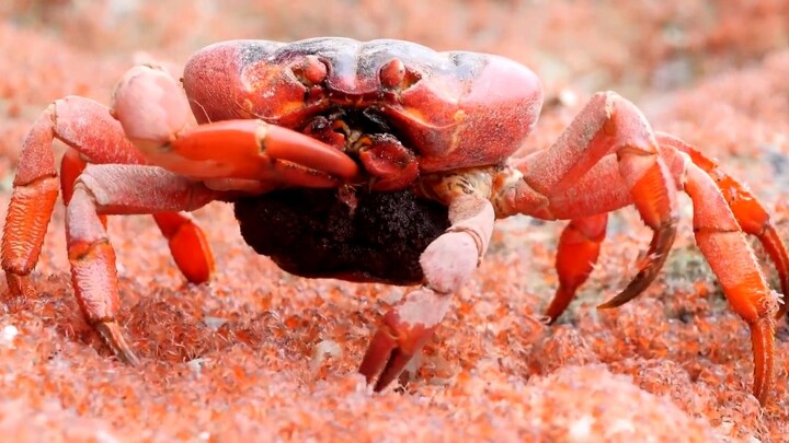 大红蟹不停的往嘴里塞小螃蟹，一口一只嘎嘣脆！