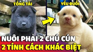 Trải nghiệm của con Sen khi nuôi 2 chú cún có hai 'TÍNH CÁCH KHÁC BIỆT' sẽ như thế nào? 😅 | Gâu Đần