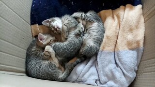 Cute kittens looks tired!