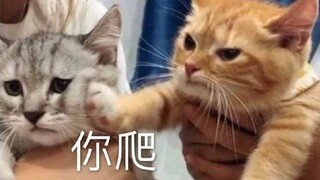 血腥残暴!!猫咪打架合集!