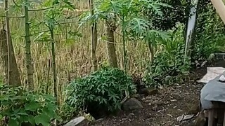 Kapan Hujan?