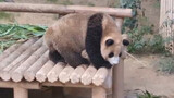 Panda Fu Bao | The First Time She Came Home Voluntarily