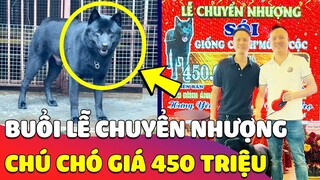 Xuất hiện 'BUỔI LỄ CHUYỂN NHƯỢNG' chú Chó H'MÔNG với giá '450 TRIỆU ĐỒNG' cộc đuôi 😎 Gâu Đần