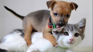 TRY NOT TO LAUGH 💗 Funny and Cute Dog and Cat Compilation 2019 💗 Funny Dogs And Cats