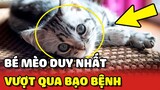 Bé mèo DUY NHẤT SỐNG SÓT sau khi cả đàn bị GIẢM BẠCH CẦU nguy hiểm | Yêu Lu