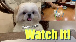 My Dog Reacts to His Old Training Trick Videos | Cute & Funny Shih Tzu Dog Video