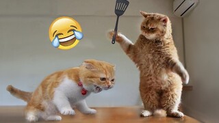 Best Funny Animal Videos Of The 2022 🤣 - Funniest Cats And Dogs Videos 😺😍