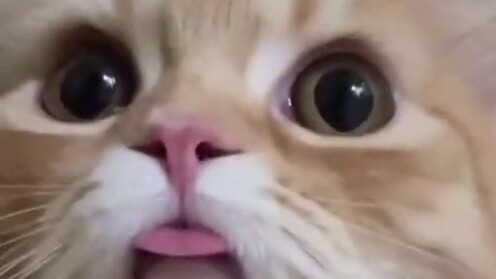 Anak kucing itu kebingungan saat video chatnya dengan Cat Star disadap oleh manusia.