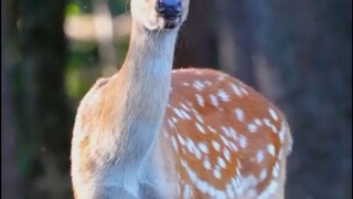 nature and animal