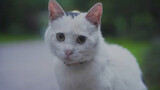 Kucing|Catatan Mengadopsi Kucing