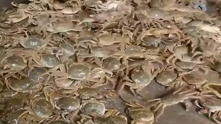 crabs