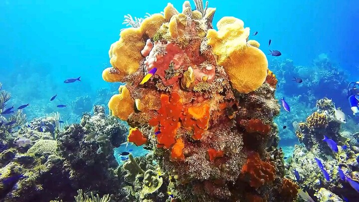 Nice coral reefs and sea creature