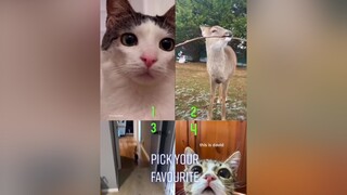 Pick your favourite!!  Don’t forget to follow the boss😎😎 fyp foryou foryoupage viral cat deer ferret ferretsoftiktok pets petsoftiktok