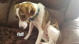 Funniest Animals With Some Attitudes - Hilarious Pet Videos #13  -  Funny Animal Videos 2022