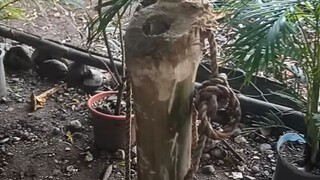 nabitay akoa manok guys ayaw mo gamit ani nga batugan sa mga manok,watch till the end👆
