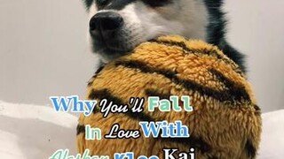 Would you get one? LearnOnTikTok alaskankleekai dogs